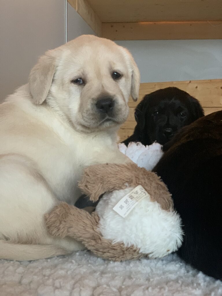 E Wurf Labrador Welpen VDH (12)