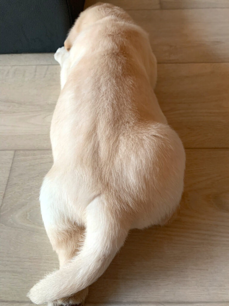 E Wurf Labrador Welpen VDH (13)