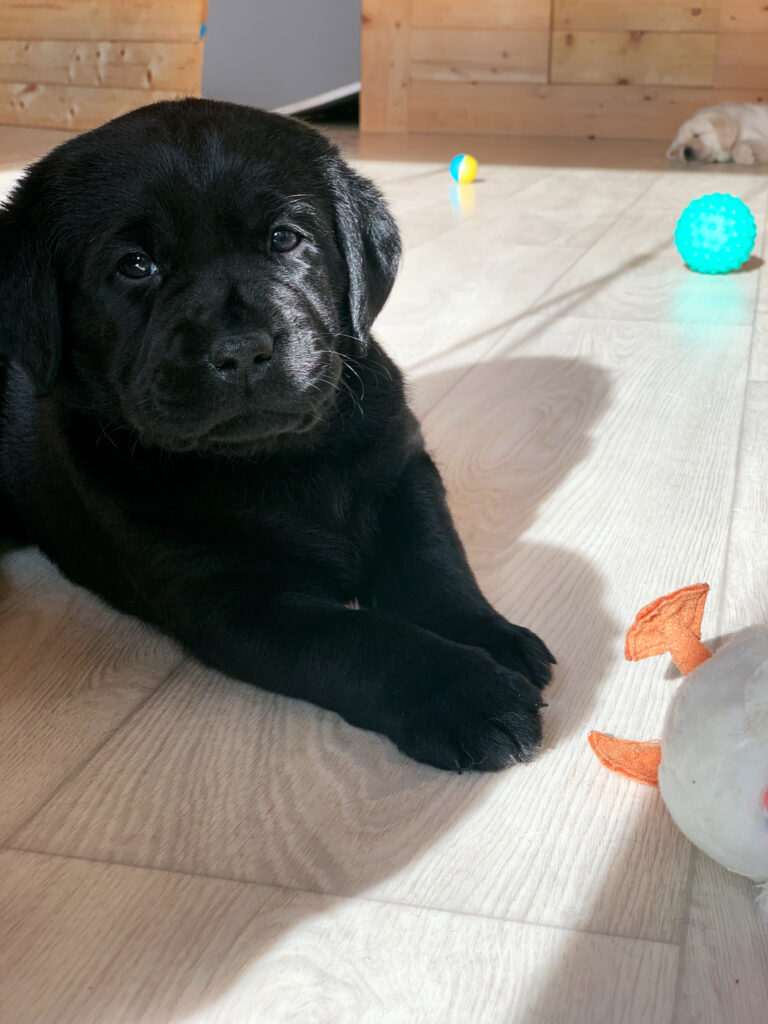 E Wurf Labrador Welpen VDH (17)