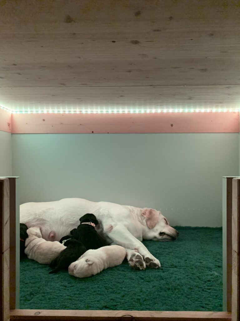 E Wurf Labrador Welpen VDH (2)