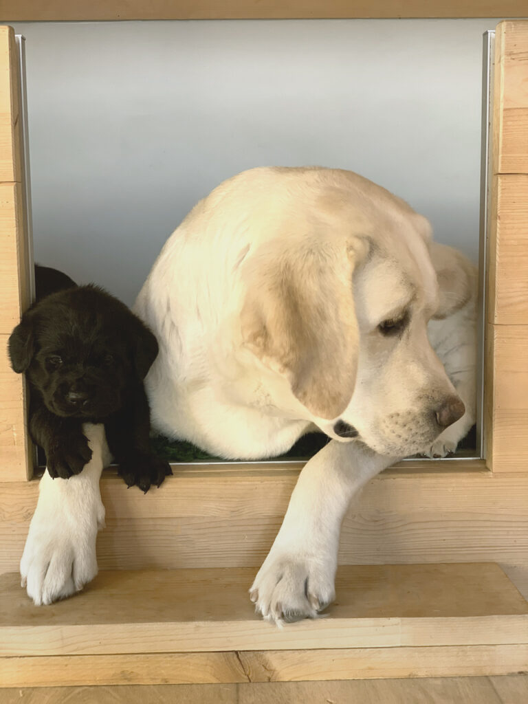 E Wurf Labrador Welpen VDH (21)