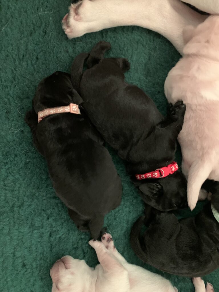 E Wurf Labrador Welpen VDH (3)