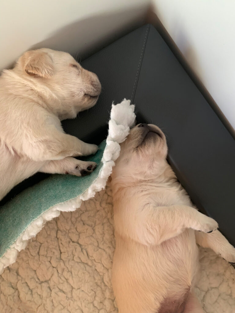 E Wurf Labrador Welpen VDH (6)