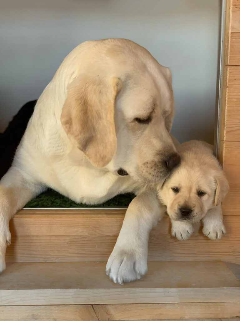 E Wurf Labrador Welpen VDH (8)