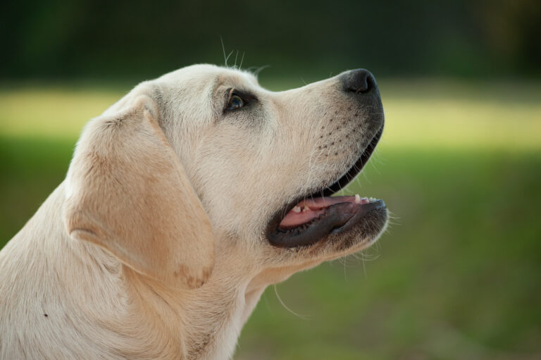 Hit of Hit Porsche (13)