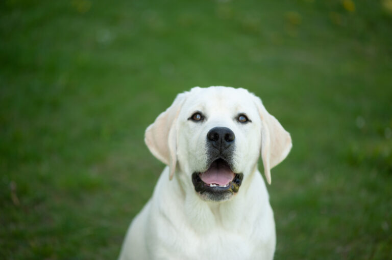 Hit of Hit Porsche (27)