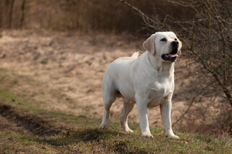Hit of Hit Porsche (54)