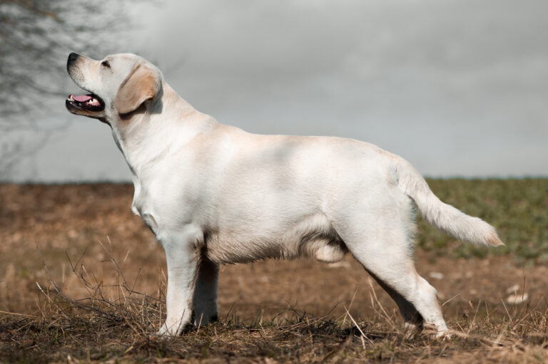 Hit of Hit Porsche (55)