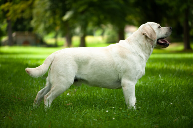 Hit of Hit Porsche (61)