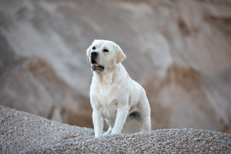 Hit of Hit Porsche (69)