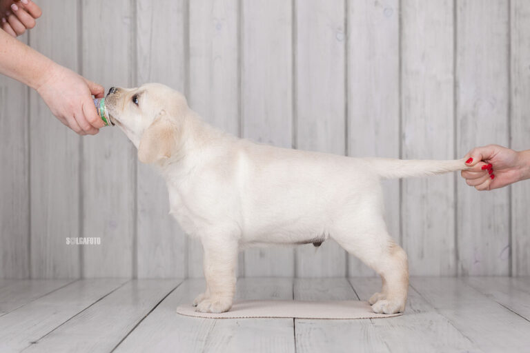 Hit of Hit Porsche (77)