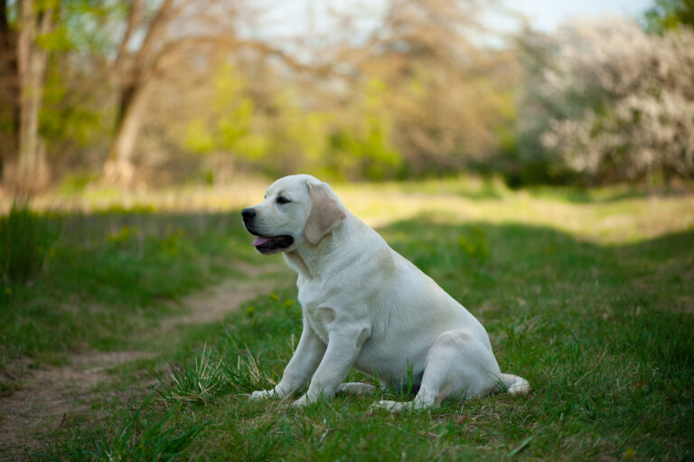 Hit of hit Porsche (19)