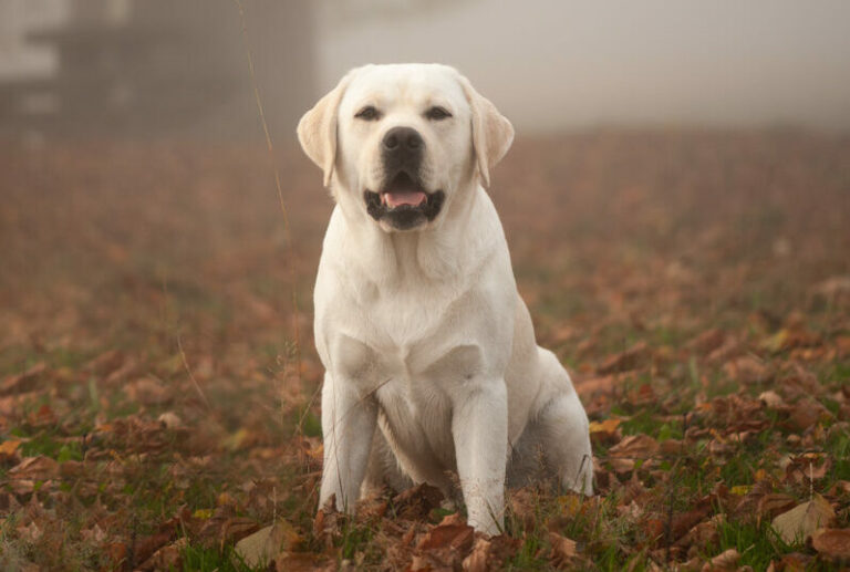 Hit of hit Porsche (6)