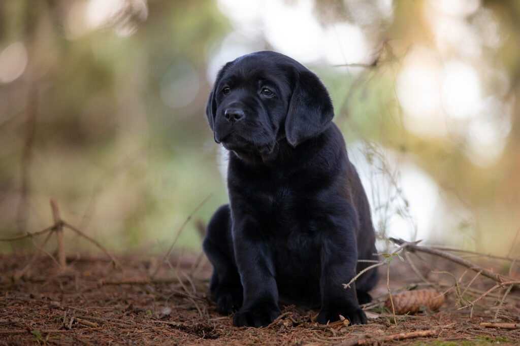 Labrador Welpen E-Wurf