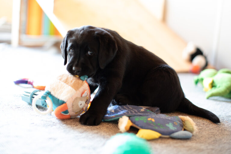 Labrador Welpen E Wurf