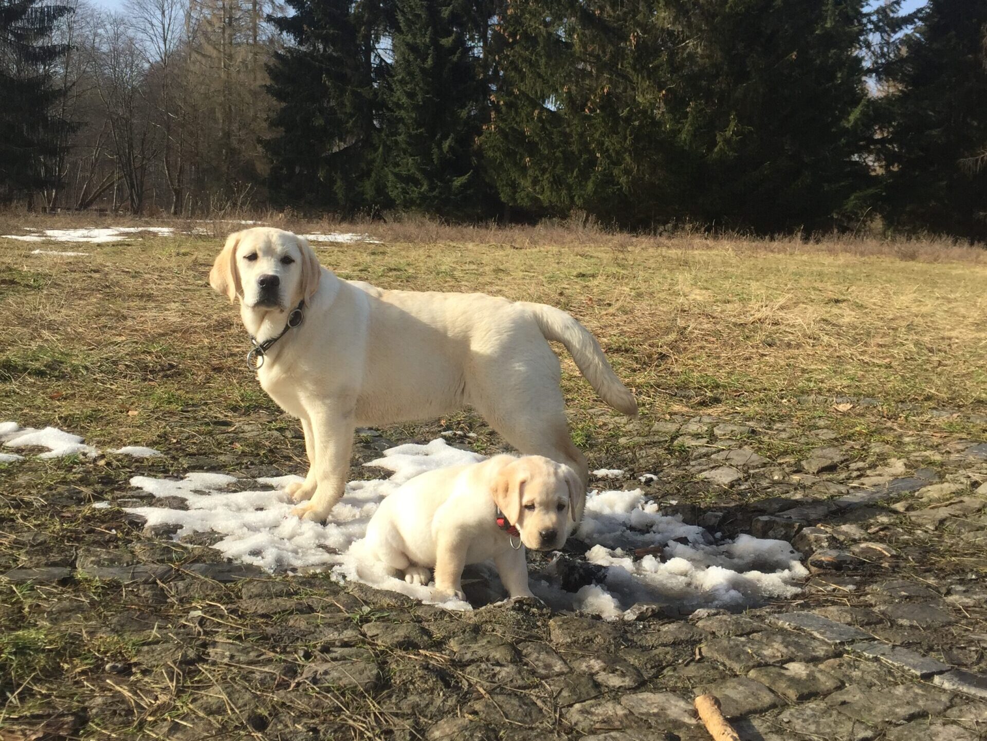 Winter Pride Lavanda