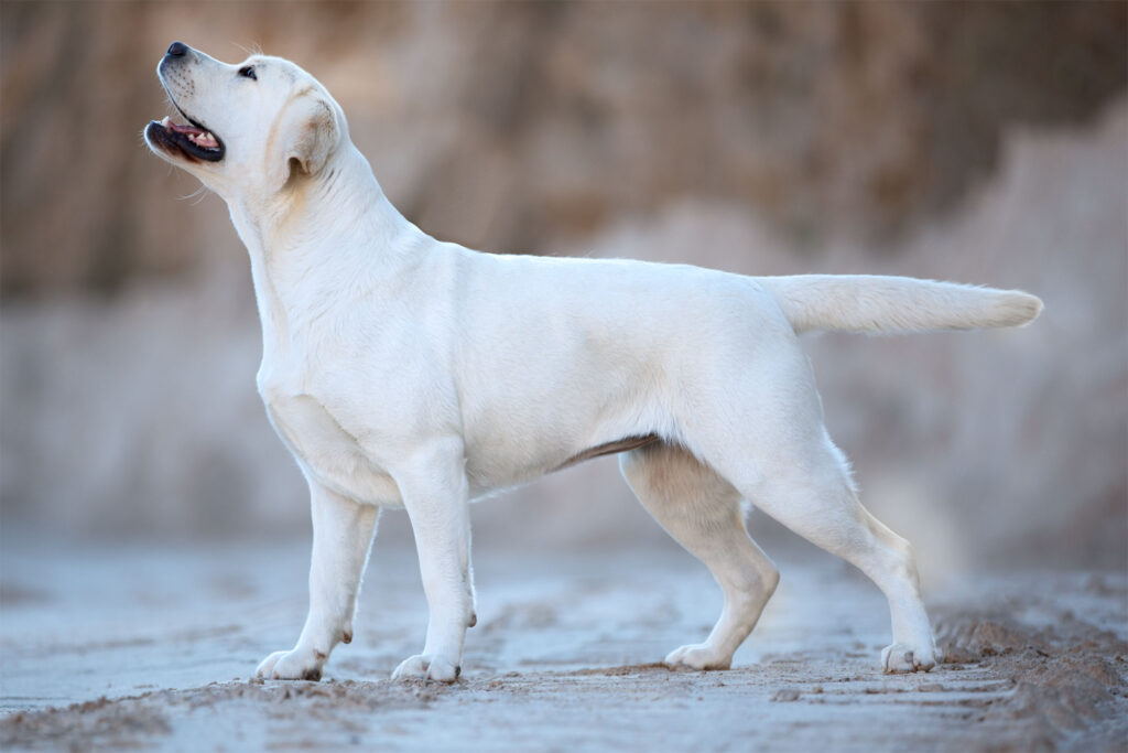Labrador Zuchthündin Winter Pride Lavanda
