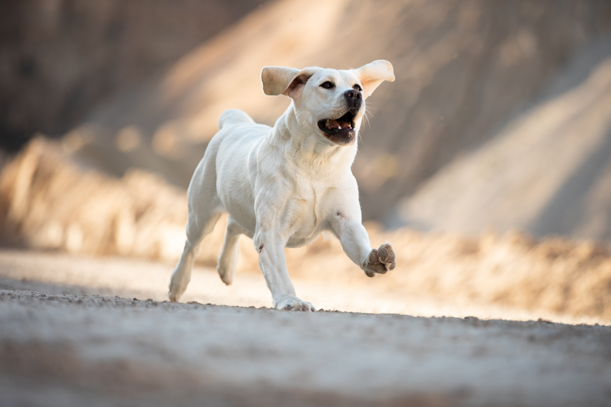 Winter Pride Lavanda