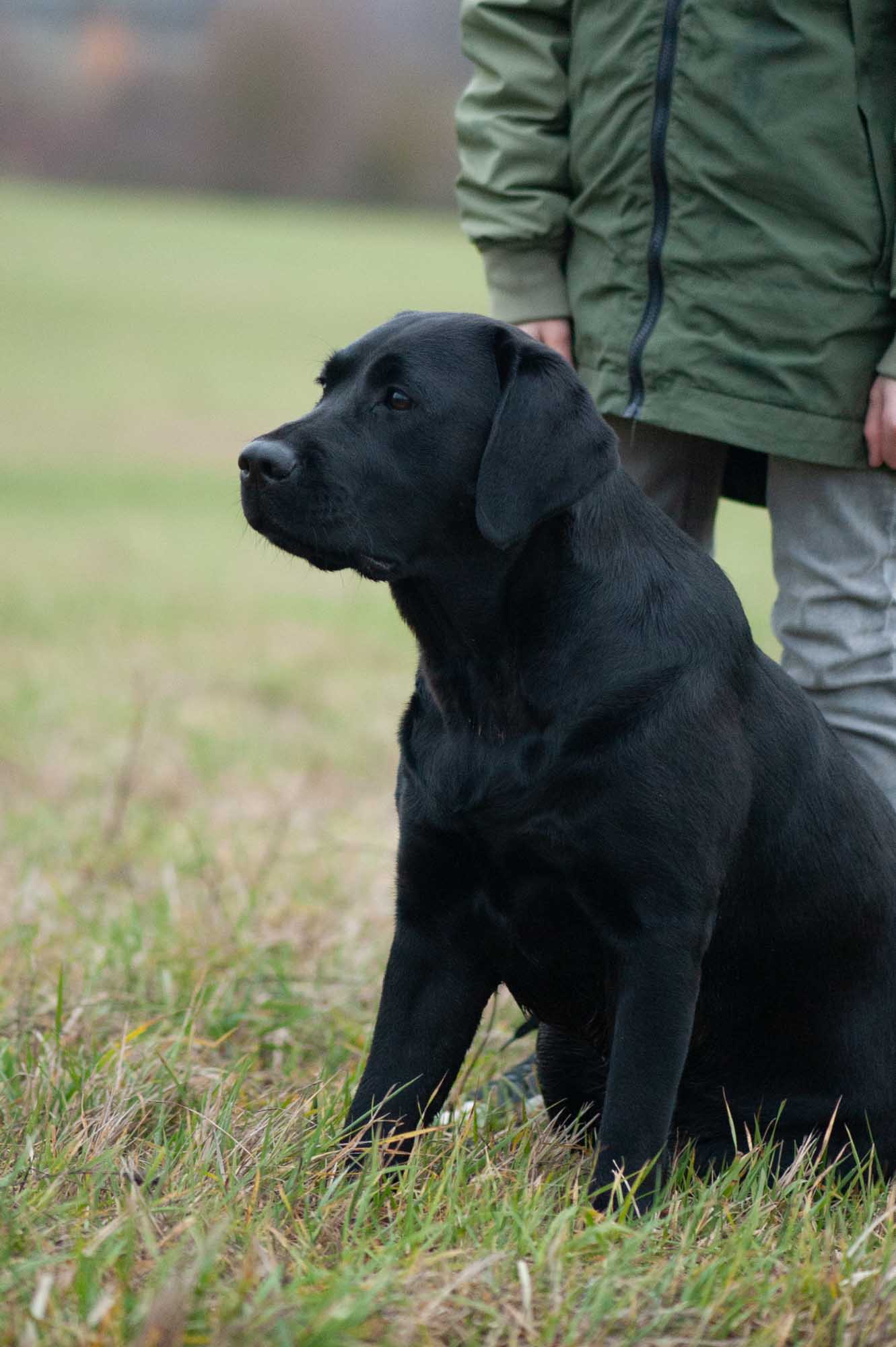 Meyerdogs Esabella Erwachsener Labrador 10