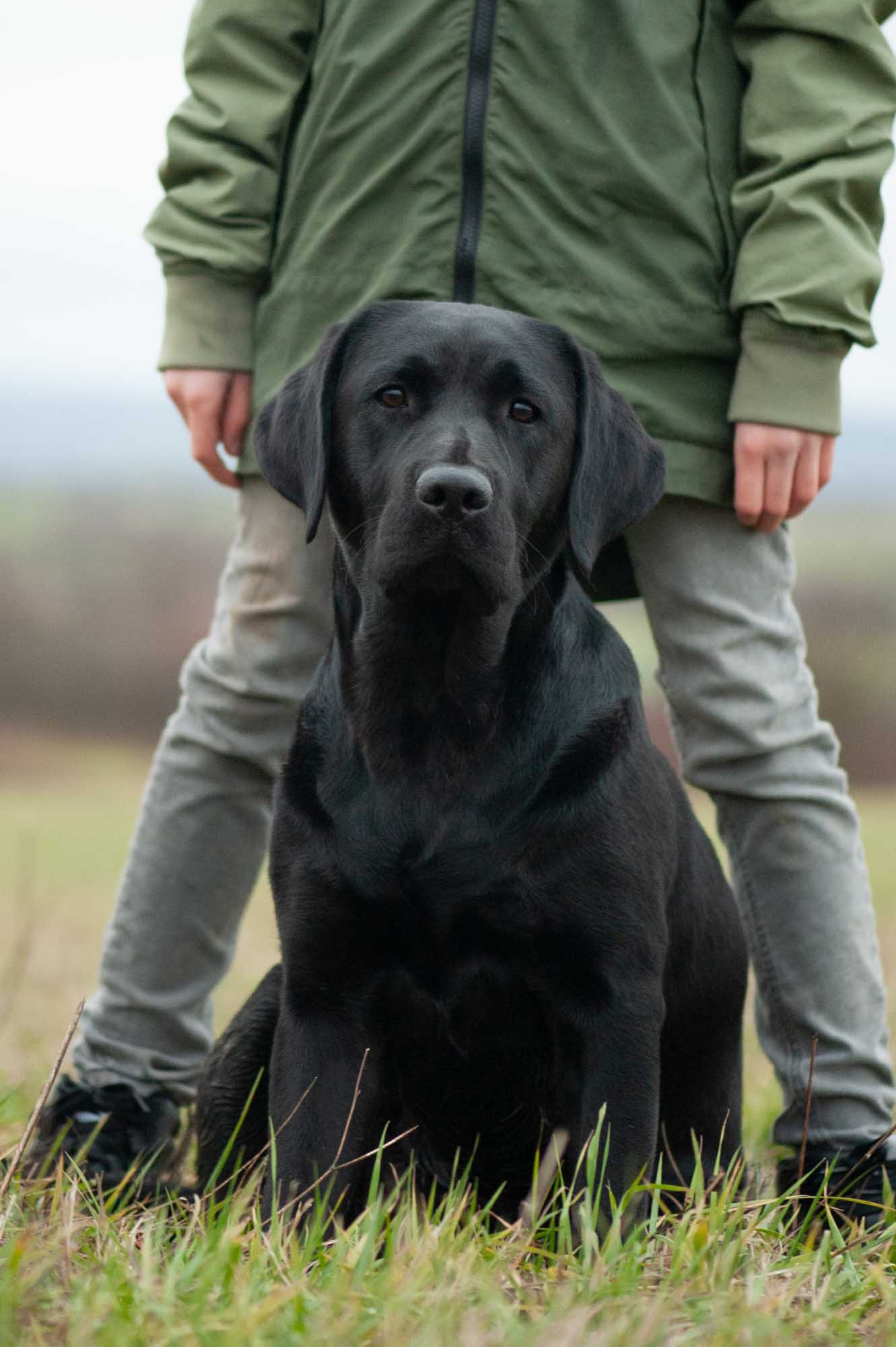 Meyerdogs Esabella Erwachsener Labrador 2