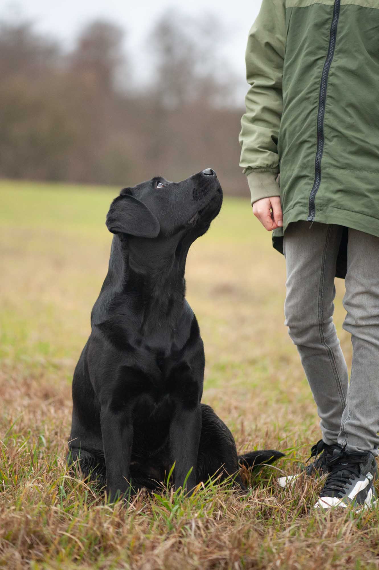 Meyerdogs Esabella Erwachsener Labrador 4