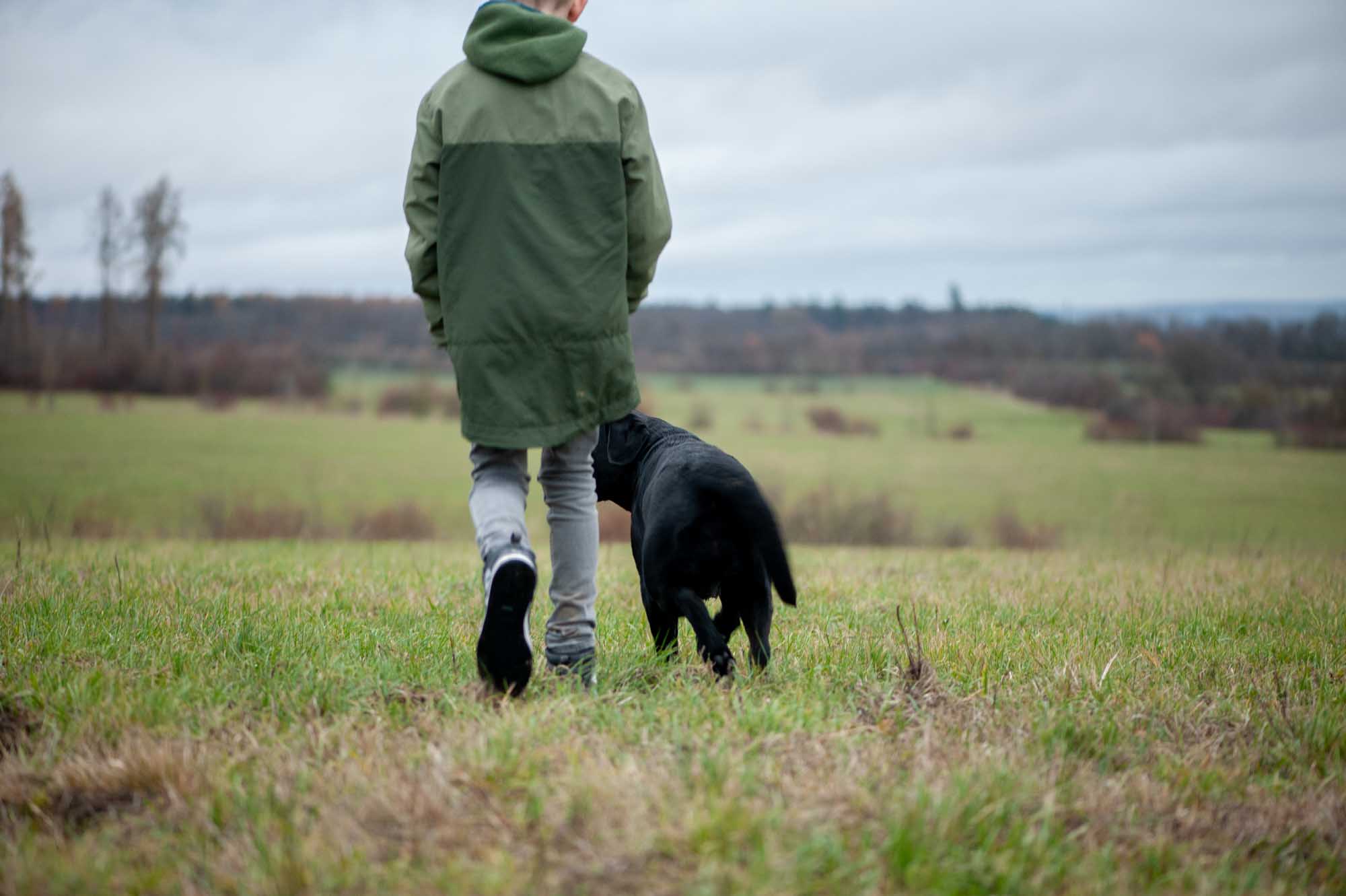 Meyerdogs Esabella Erwachsener Labrador 8
