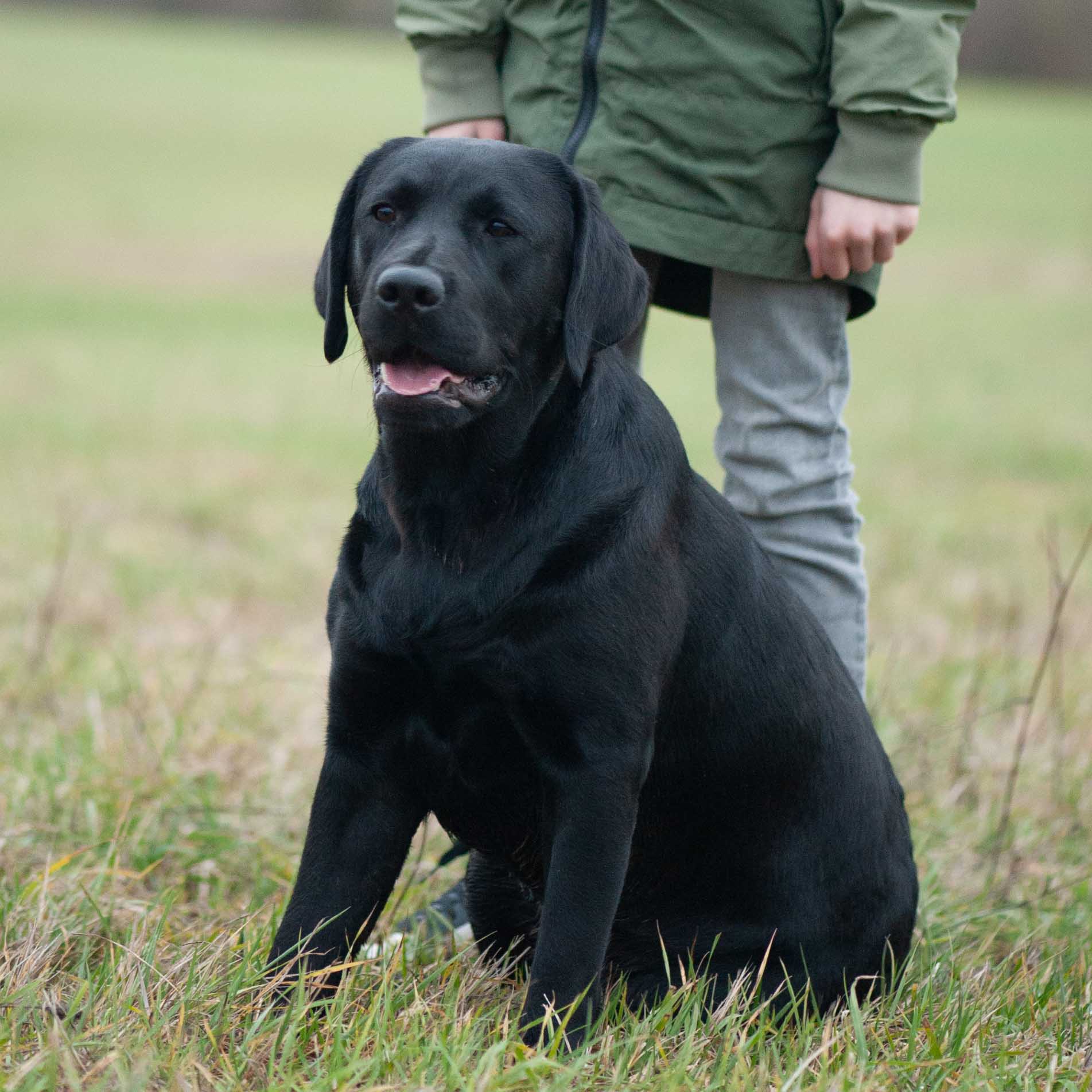 Meyerdogs Esabella Erwachsener Labrador 9