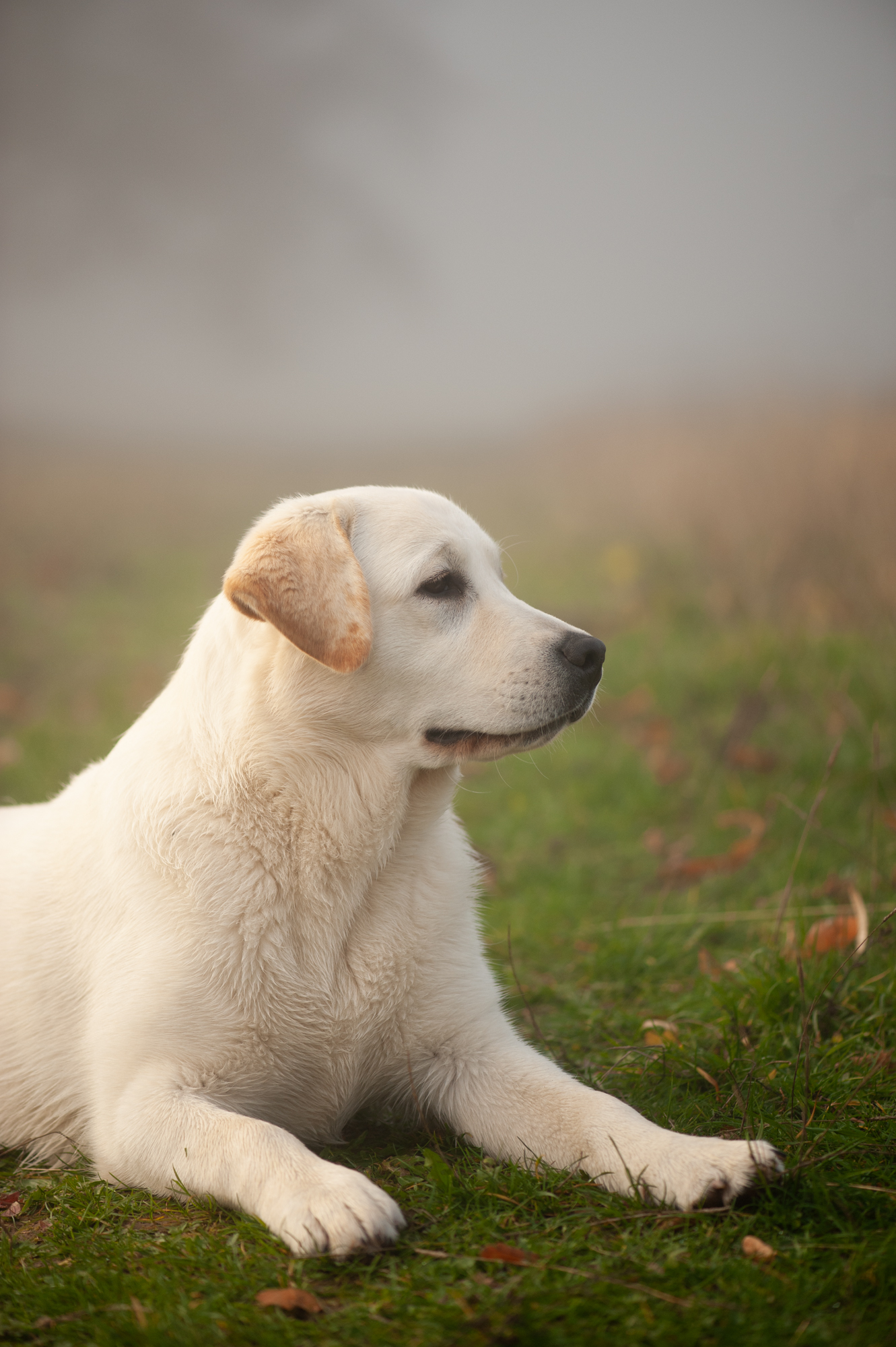 Erwachsener Labrador Hündin