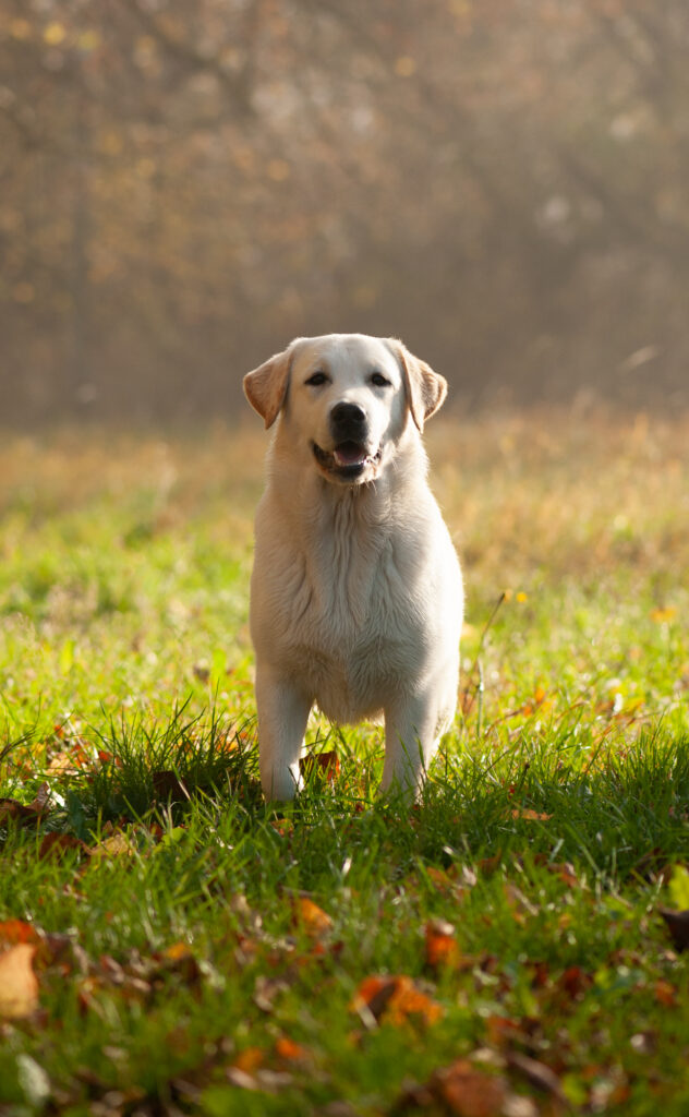 Erwachsener Labrador Hündin