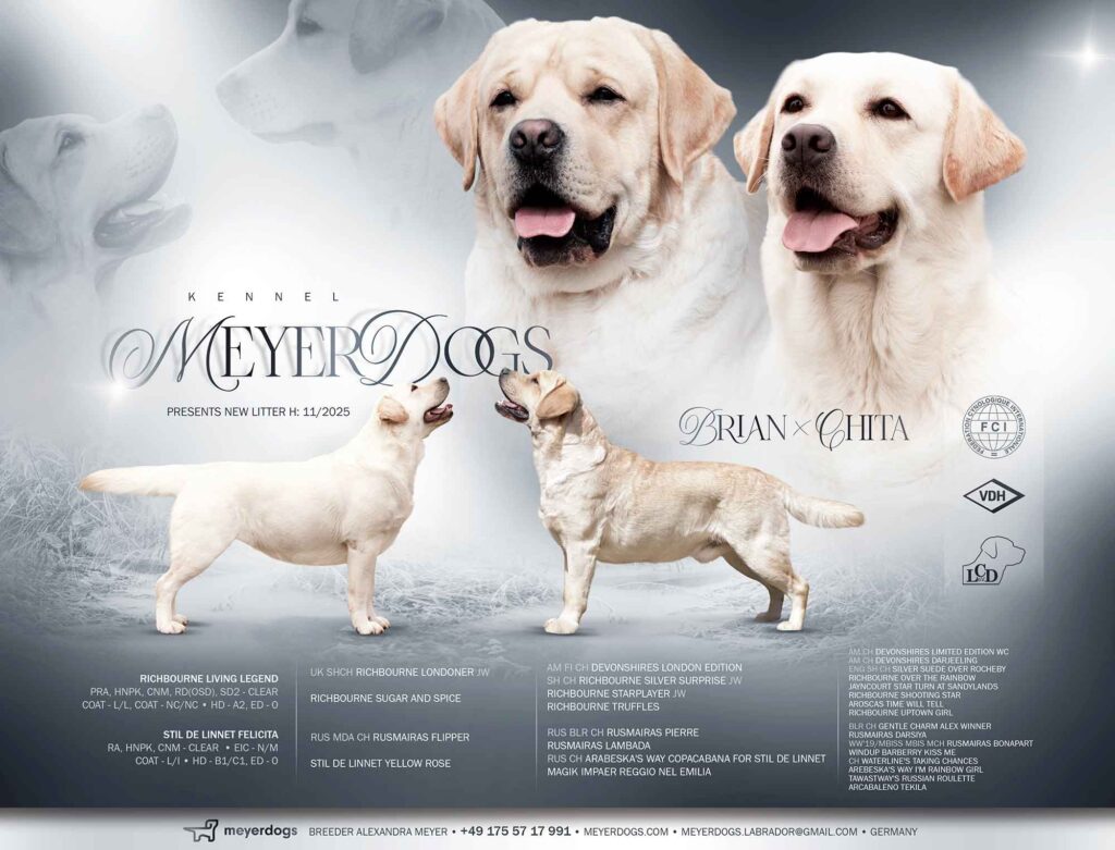 meyerdogs Labrador Welpen H Wurf