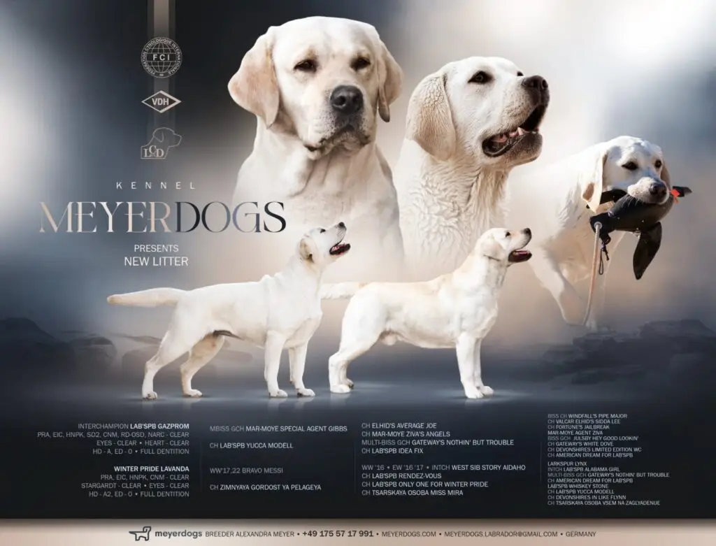 G Wurf Wurfankündigung