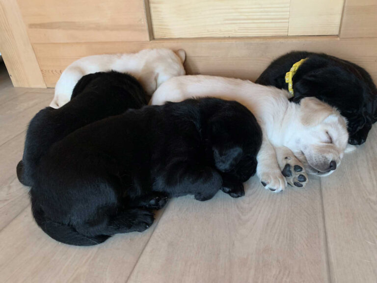 E Wurf Labrador Welpen VDH 1.jpg