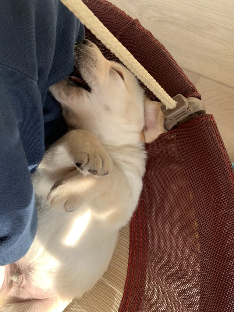 E Wurf Labrador Welpen VDH 14.jpeg