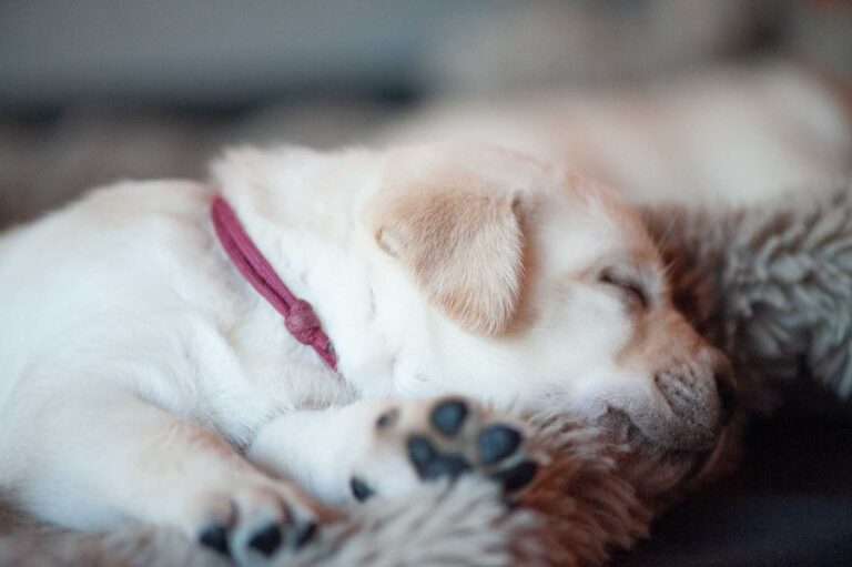 Labrador Welpen H Wurf (1)