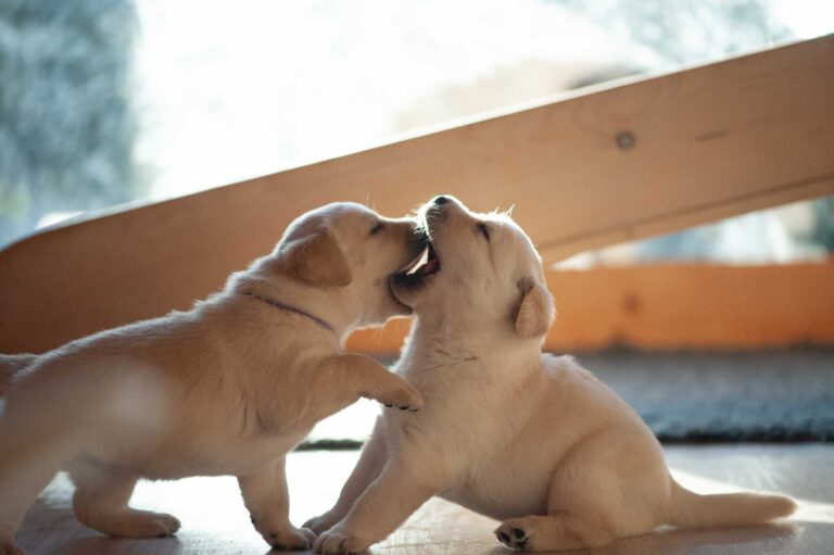 Labrador Welpen H Wurf 11.jpg