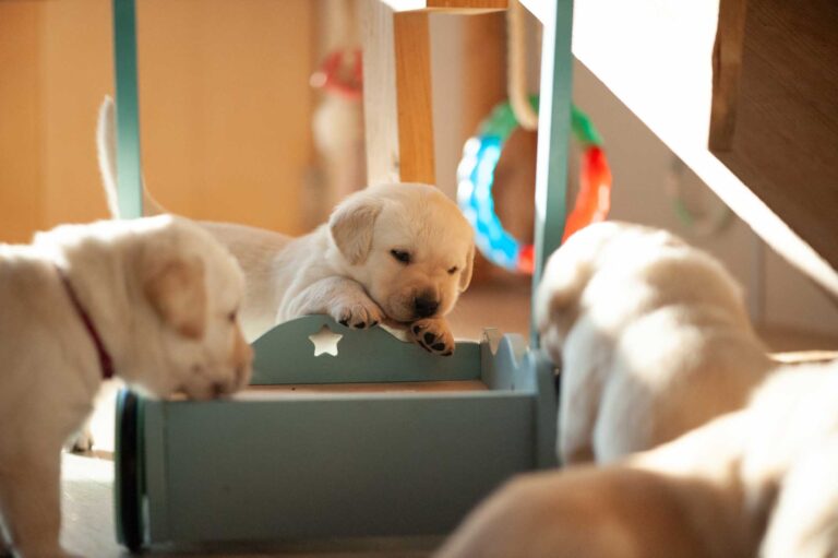 Labrador Welpen H Wurf 13.jpg