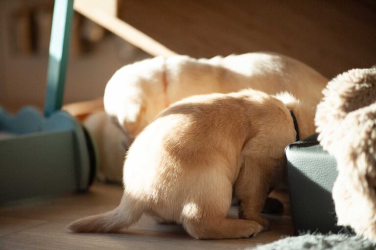 Labrador Welpen H Wurf 14.jpg