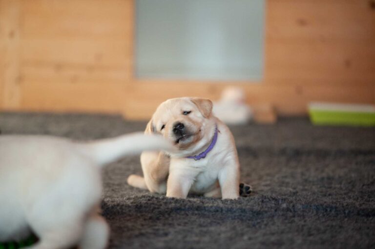 Labrador Welpen H Wurf 15.jpg