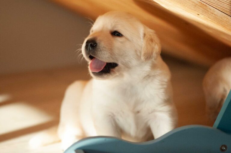 Labrador Welpen H Wurf 16.jpg