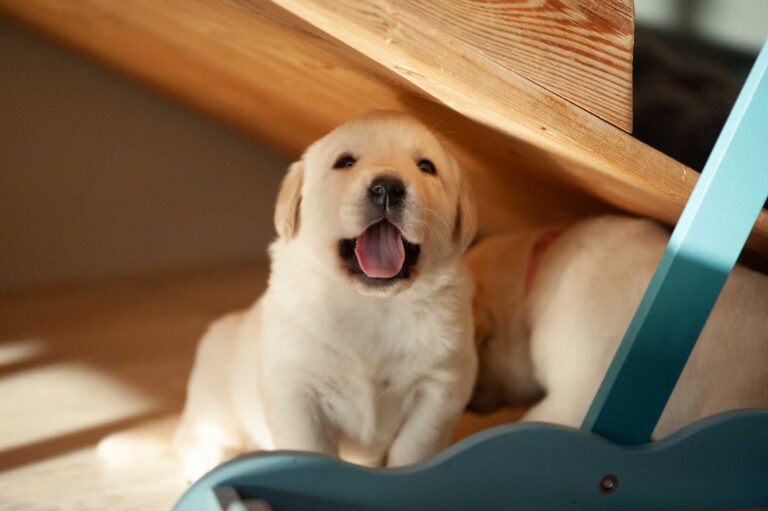 Labrador Welpen H Wurf 17.jpg