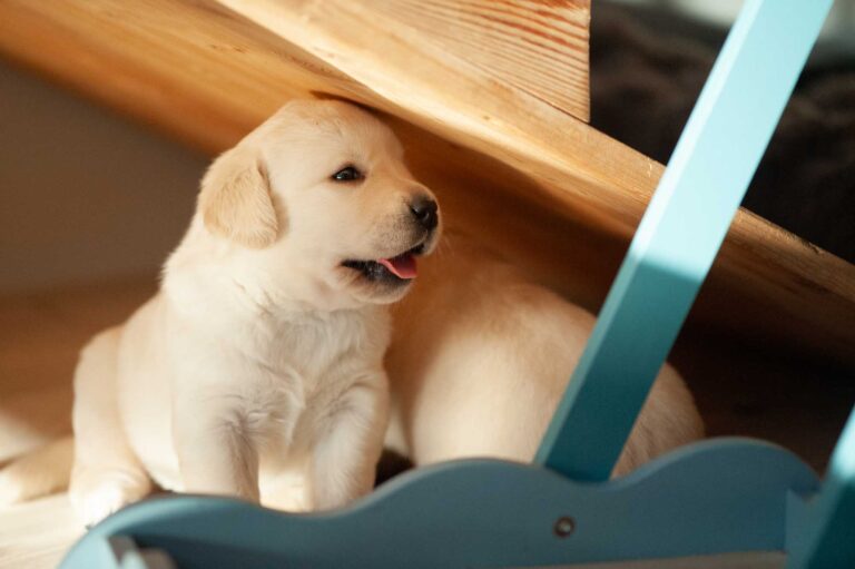 Labrador Welpen H Wurf 18.jpg