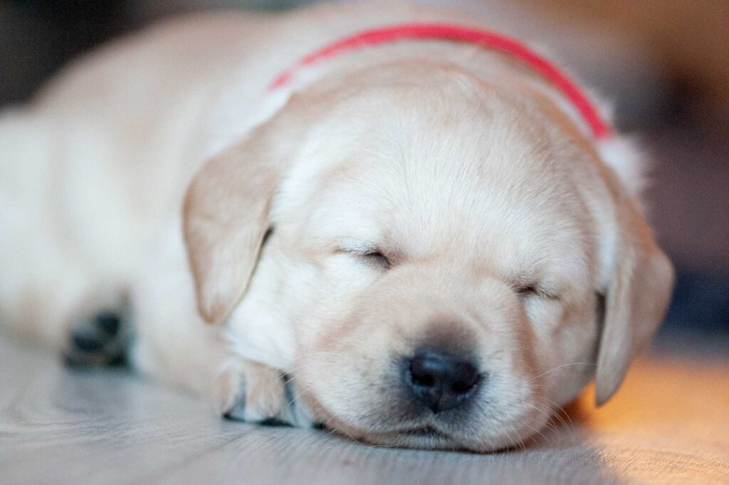 Labrador Welpen H Wurf (3)