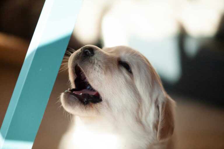 Labrador Welpen H Wurf 4.jpg