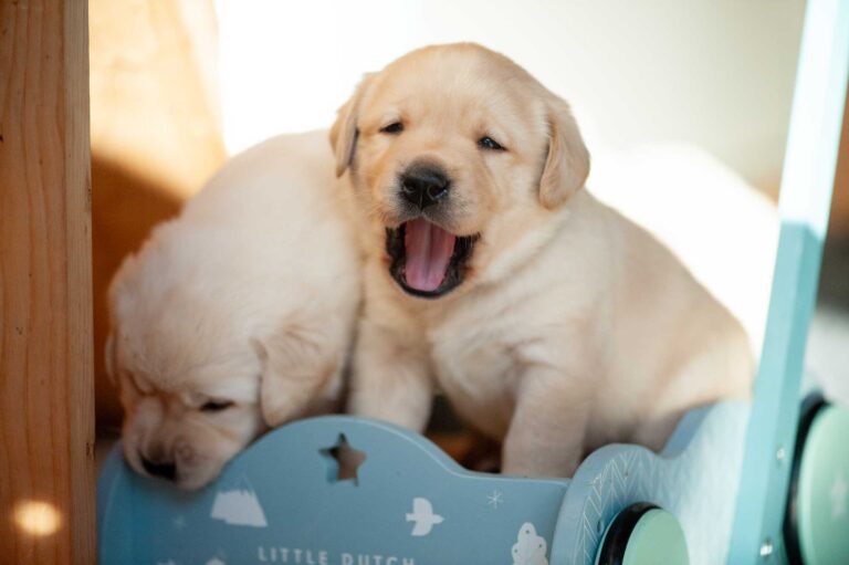 Labrador Welpen H Wurf 6.jpg