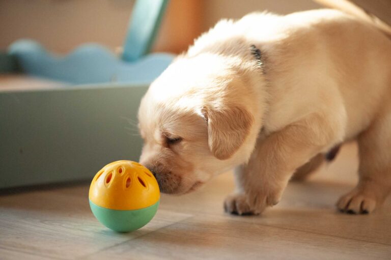 Labrador Welpen H Wurf 8.jpg