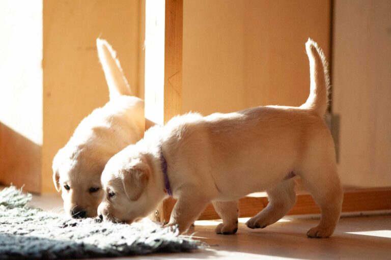 Labrador Welpen H Wurf 9.jpg