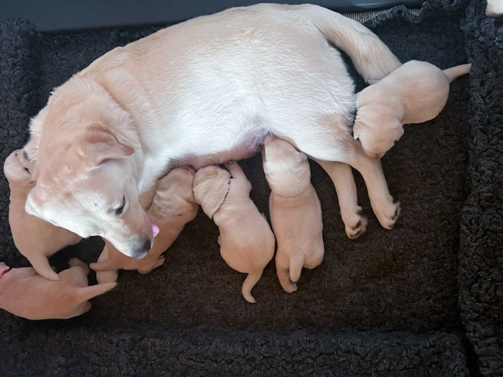 Labrador Welpen H Wurf 12 Tage 1.jpg
