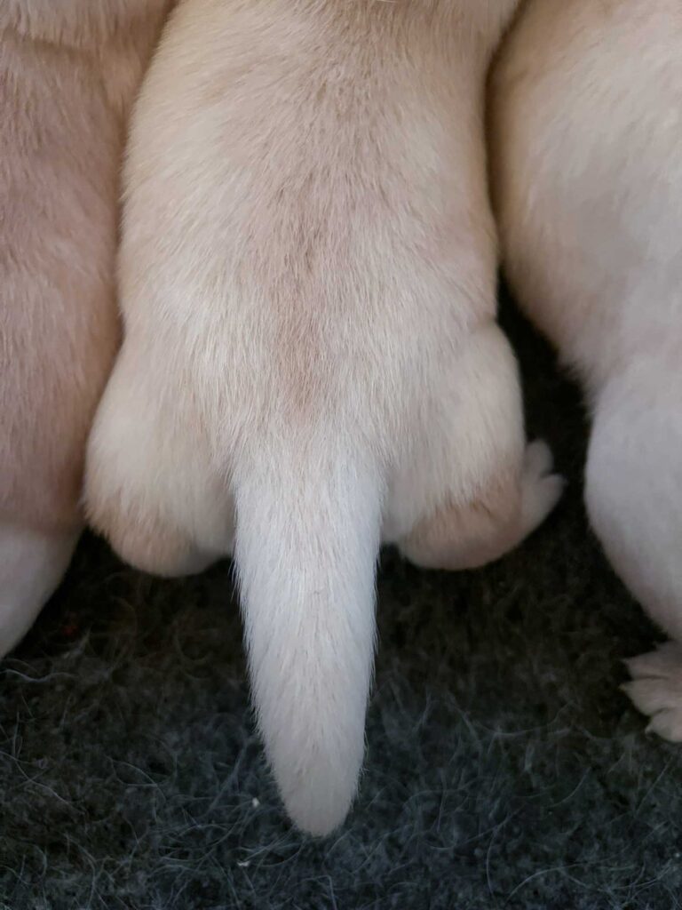 Labrador Welpen H Wurf 12 Tage 10.jpg