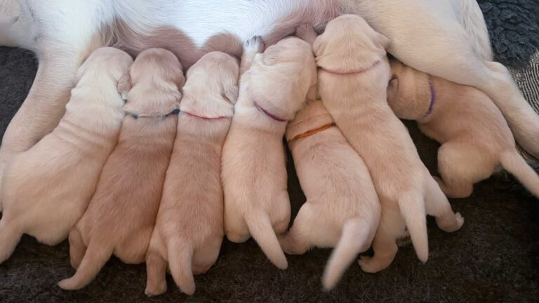 Labrador Welpen H Wurf 12 Tage 12.jpg