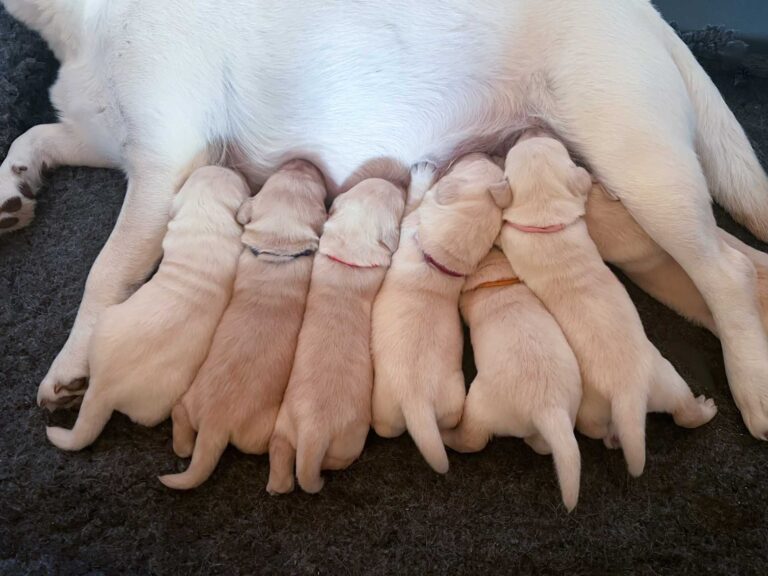 Labrador Welpen H Wurf 12 Tage 13.jpg